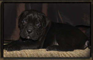 old world cane corso puppy